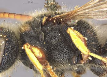 Media type: image;   Entomology 516 Aspect: thorax lateral